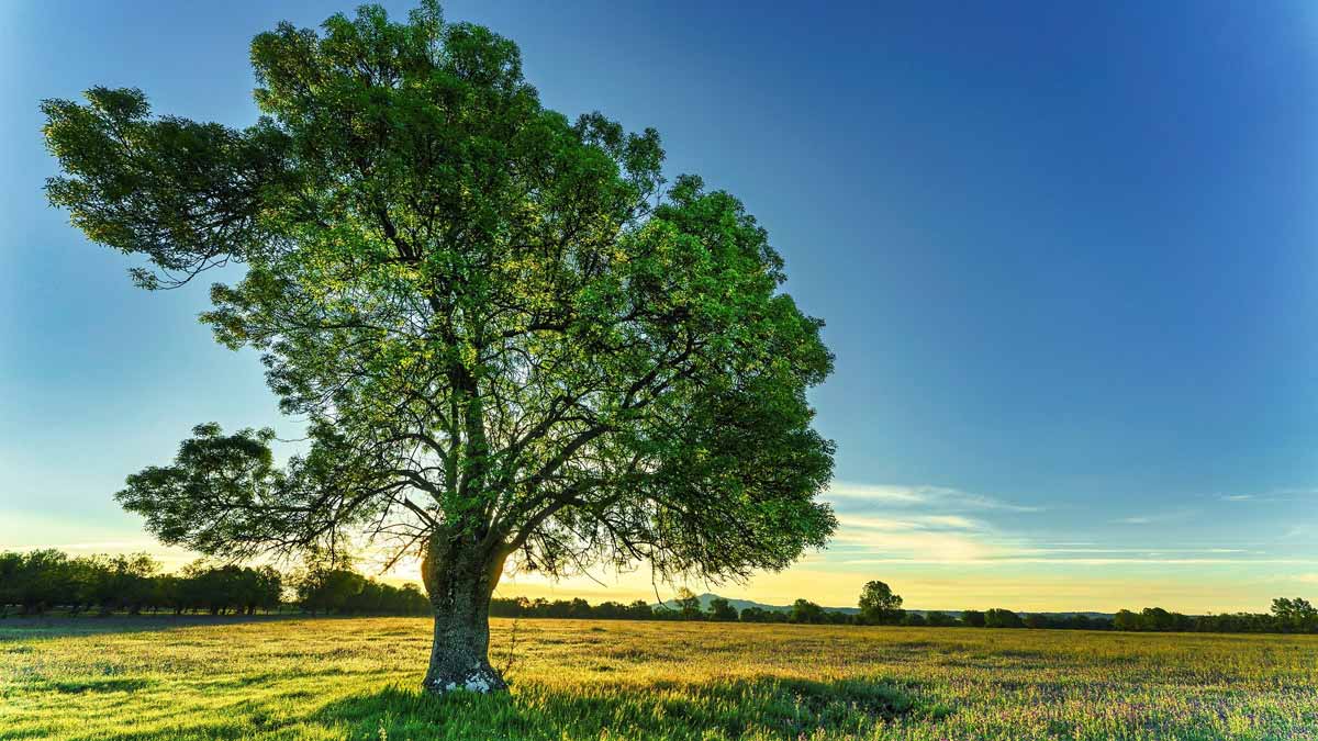 Jerry Mikutis - Chicago Reiki Online Circle - Oak Tree in a field at sunset