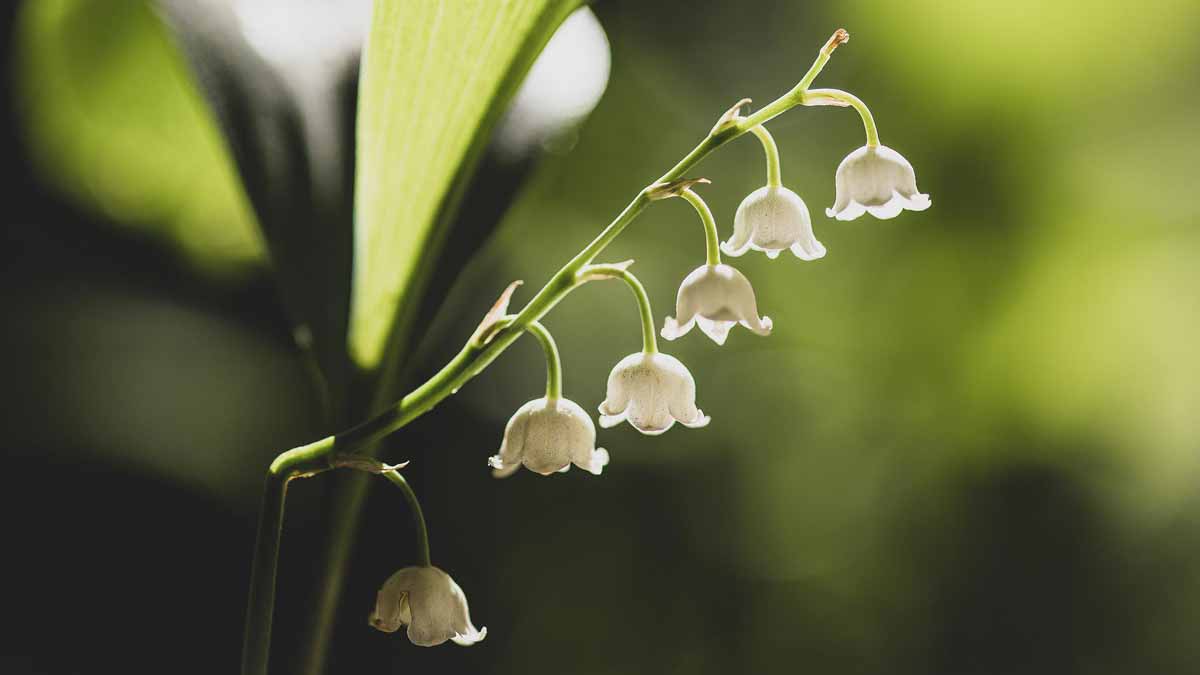 Jerry Mikutis - Holy Fire Reiki Chicago Meditation - Close up image of lily of the valley flower