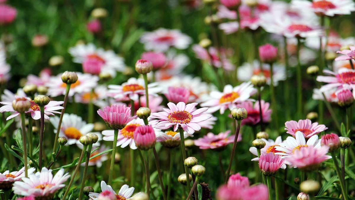 Chicago Reiki Meditation – The Magic of Flowers - spring flowers in a field v