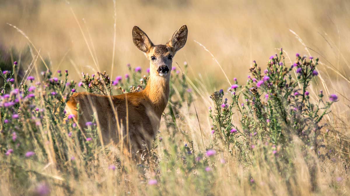 Jerry Mikutis - Chicago Reiki: July Healing Hour with LearnItLive - Deer in a field