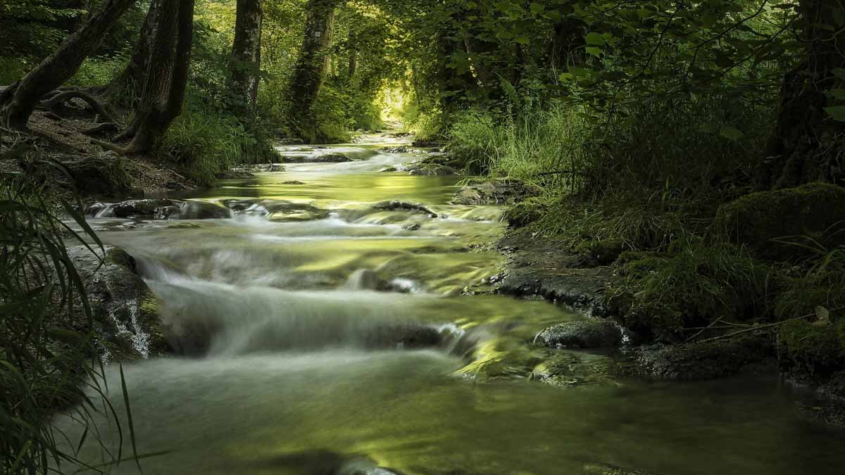 Photo of a peaceful stream in a wooded area - Jerry Mikutis - Chicago Reiki Online Circle