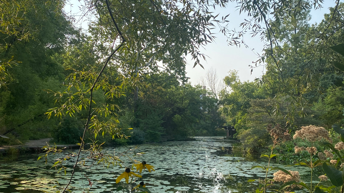 Jerry Mikutis - Chicago Reiki- Tree of Life and Mother Earth Healing Hour with LearnItLive - Beautiful pond in the forrest