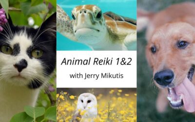 Animal Reiki Training Class – Chicago, March 2023