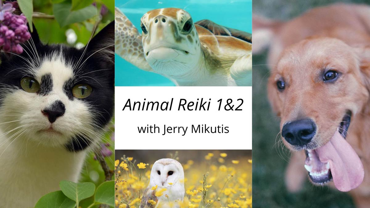 Animal Reiki Training Class - Chicago