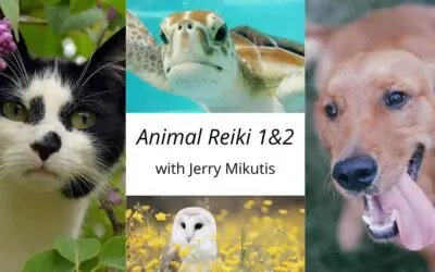 Chicago Reiki Class: Learn Animal Reiki Online in October 2023